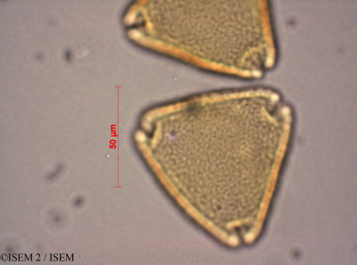 ISEM 2/Turraea_obtusifolia_28994/Turraea_obtusifolia_28994_0001(copy)_thumb.jpg